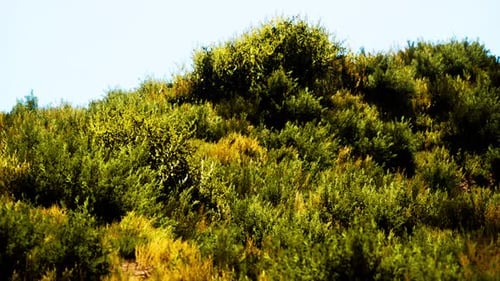Beach Dunes with Long Grass