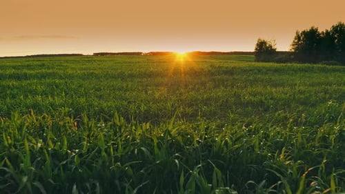 Flug über dem Sommer-Maisfeld