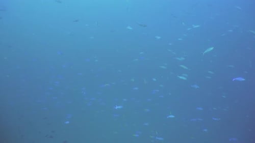 Coral Reef and Tropical Fish. Bali,Indonesia.