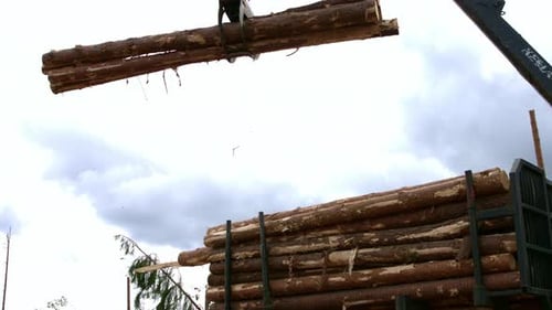 Loader Unloading Timber Logs. Special Equipment for Lifting Logs From Truck Body