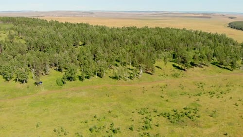 Birch Grove and Dense Forests Surround Green Meadows Covering Hills and Fields