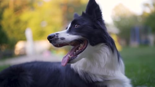 Border Collie Hund hautnah im Hinterhof