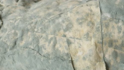 Slow pan over bacteria cultures of mold over bread surface 4K 2160p 30fps UltraHD footage - Baking p