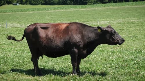 Kuh wedelt mit dem Schwanz und vertreibt Fliegen