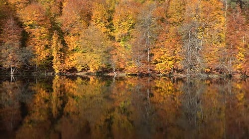 Reflexion der Herbstfarben auf der Seeoberfläche im Filmwald