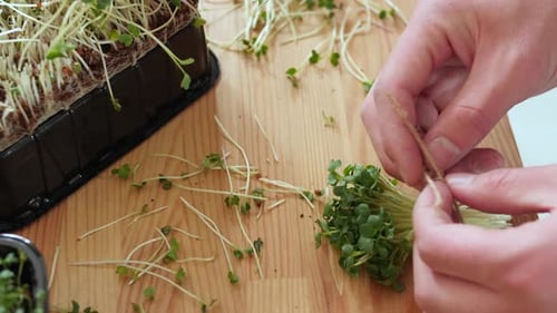 La femme lie les plants coupés avec une corde et fait de petites grappes
