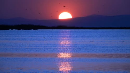 Puesta de sol en crepúsculo gaviotas volando