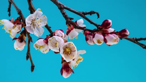 White Apricot Flowers Bloom on a Tree Branch