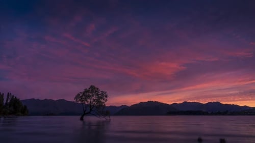 Wanaka Tree Neuseeland Zeitraffer