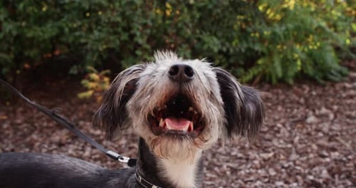 Terrier Dog is Breathing Heavily with His Tongue Hanging Out on a Walk in Park
