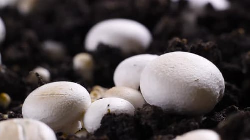 Fresh White Mushrooms Growing in Rich Soil