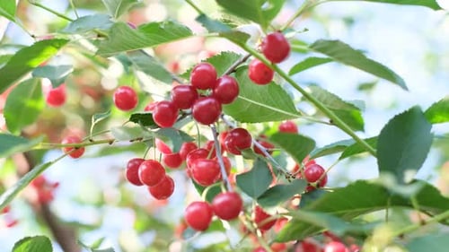 Ripe Cherries on Tree Branch in Sunlight