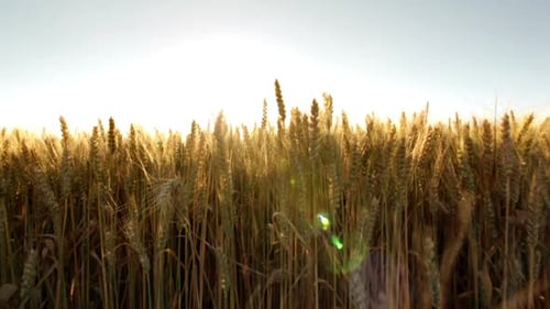 Huge Wheatfield Bottom to Top