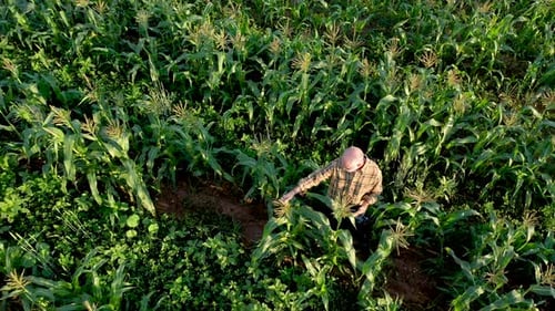 Farmer Inspecting Corn Crop with Tablet Device