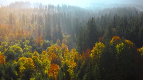 Aerial View of a Bright Autumn Forest on the Slopes of the Mountains in the Fog at Sunrise