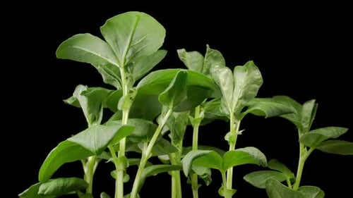 Time Lapse de crescimento Vicia Faba Plants