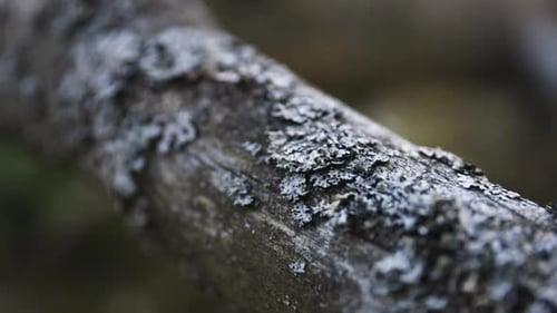 Close-up slide of gray moss on dead tree branch with shallow DOF
