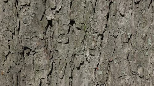 Tree bark sunny day autumn background 4K 2160p UHD footage - Bark close-up panning 4K 3840X2160 UHD