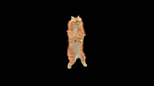 Katze tanzt HD