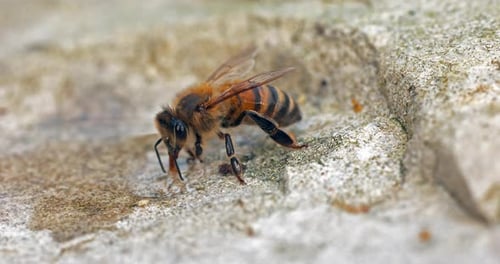 European Honey Bee, apis mellifera, Bees drinking Water on a Stone, Normandy, Real Time 4K