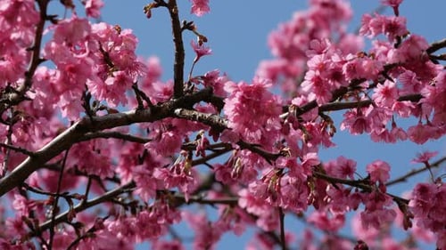 Delicate Pink Cherry Blossoms Blooming in Spring