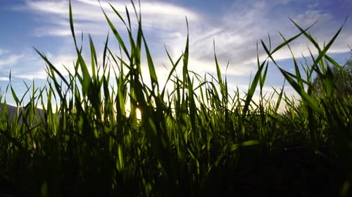 Green Grass Blowing in the Wind at Sunset