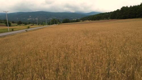 Aerial Field of Wheat