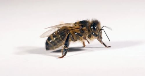 European Honey Bee, apis mellifera, Black Bee against White Background, Normandy, Real Time 4K