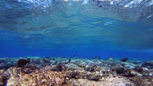Tropische Fische unter blauen Wellen
