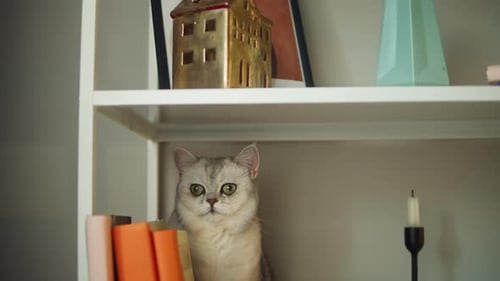 Domestic Cat Sitting on Shelf between Books