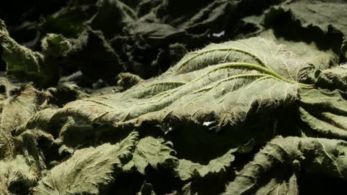 Slow tilt on common nettle Urtica dioica leaves 4K video