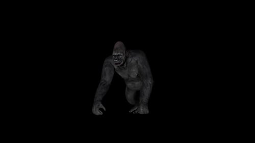Gorilla Walkfront