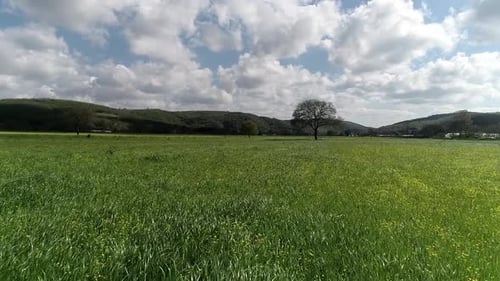 Single Tree In Aerial View