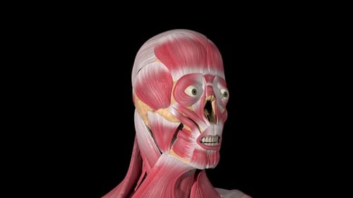 Human Head Anatomy with Facial Muscles and Bones Animation