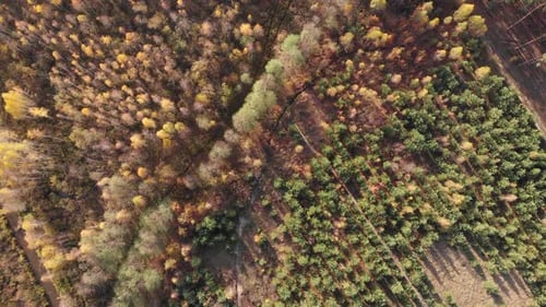 Autumn Forest Aerial Bird's Eye View