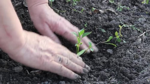Woman Summer Clothes Plants Young Juicy Green Plants Sweet Pepper in Garden Bed at Her