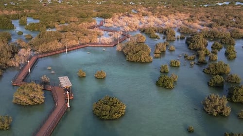 Unique Ecosystem in Abu Dhabi Mangroves Along the Coastline