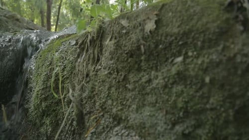 Tracking shot of a small water stream flowing inside a green lush forest