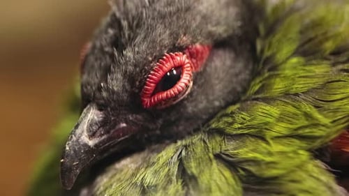 Crowned Partridge Rollulus rouloul blinks. Eye of a female partridge close-up