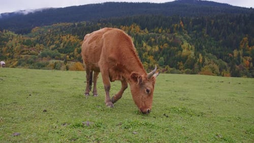 Brown Cow Grazing on Green Grassy Hillside