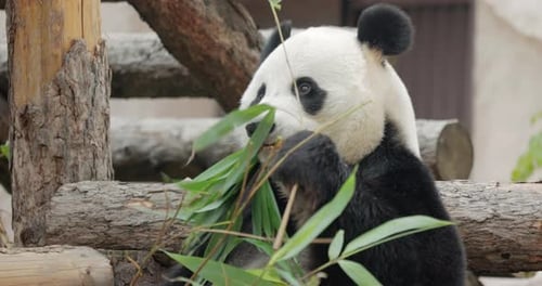 Panda Eats Bamboo Leaves in Natural Habitat