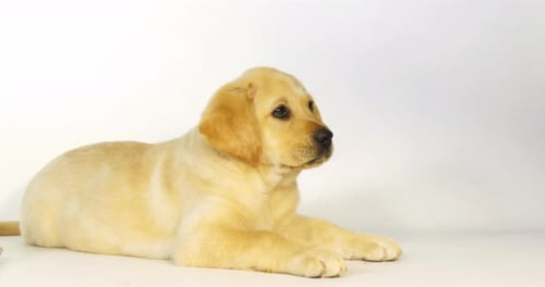 Gelber Labrador Retriever, Welpe leckt sich die Nase auf weißem Hintergrund, Normandie, Zeitlupe 4K