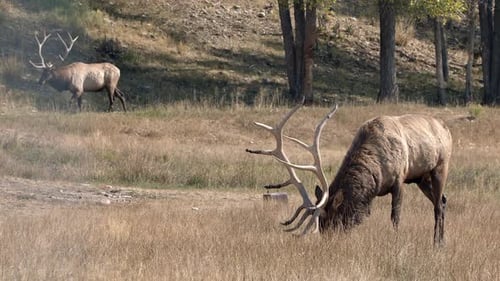 Two Bull Elk in grassy field in Wyoming