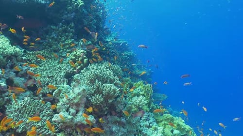 Tropical Fish on Vibrant Coral Reef