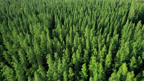 Aerial view from drone over pine forest. 4K