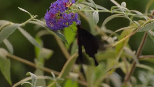 Schmetterling