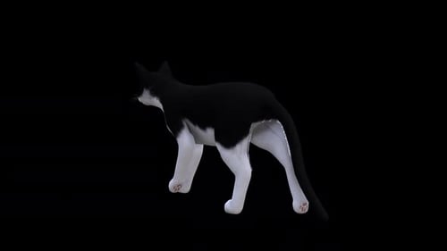 Schwarz-Weiß-Cat-Walk-Rückseitenansicht