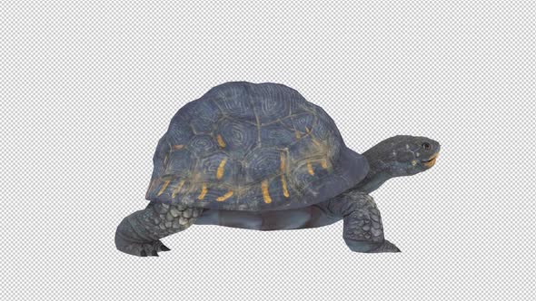 Turtle Walk Cycle, Elements Motion Graphics ft. turtle & shark - Envato