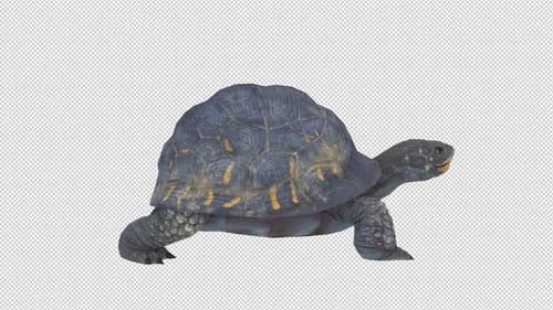 Turtle Walk Cycle