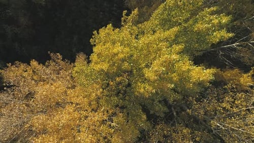 Top Down Rotate View Autumn Forest Trees